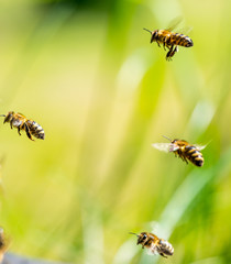 Bienenanflug