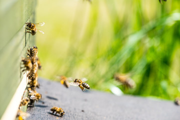 Bienenanflug