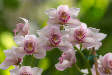 beautiful orchid closeup