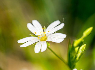 G&auml;nsebl&uuml;mchen (Makro)