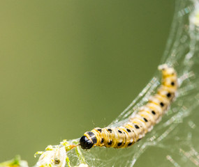 Raupe im gesponnen Netz