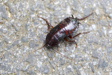 Cockroach on a dirty wall.