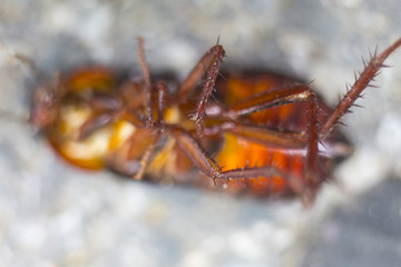 Cockroach on a dirty wall.