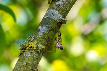 Stechm&uuml;cke im Makro