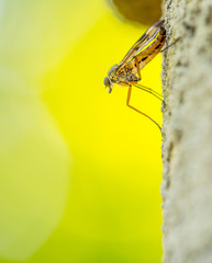 Stechm&uuml;cke im Makro