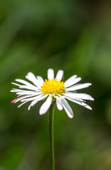 G&auml;nsebl&uuml;mchen (Makro)