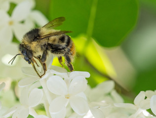 Hummel auf einem weißen Fliederstrauch