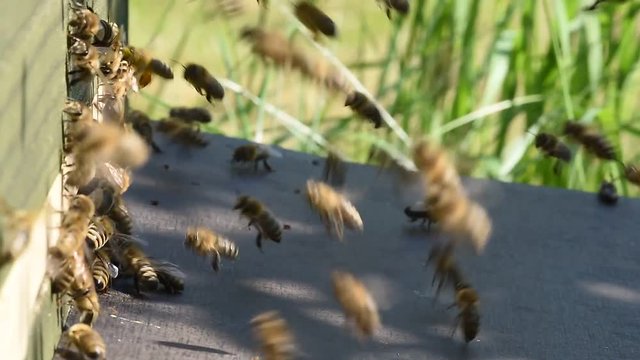 Bienen im Anflug