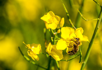 Biene auf Raps