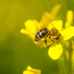Biene auf Raps