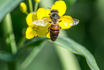Biene auf Raps