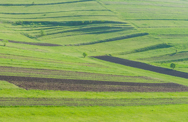 Fototapeta na wymiar Agricultural green landscape at springtime, curved meadow, planted potatoe fields.