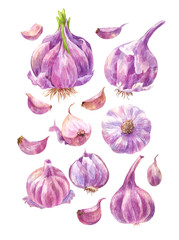 Set of watercolor garlic