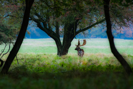 Stag