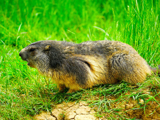 Marmotte
