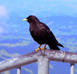Alpendohle; Pyrrhocorax graculus;
