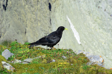 Fototapeta premium Alpendohle; Pyrrhocorax graculus;