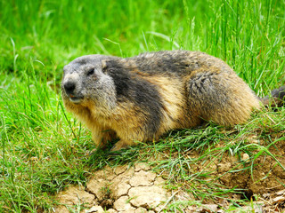 Marmotte