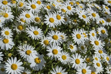 MARGARITAS/ fondo con margaritas grandes en primavera  en un parque del Madrid