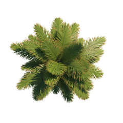 Fototapeta premium Palm tree Archontophoenix top view path selection