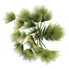 Fototapeta premium Palm tree copernica top view path selection