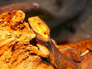 Dragon Barbu