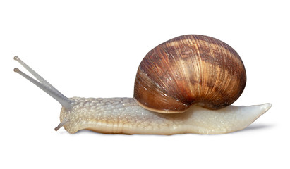Garden snail isolated on white background