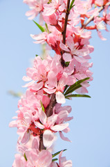 Almonds (Prunus dulcis) in bloom against the blue sky. Tree branches covered with many pink flowers