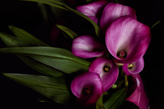 rote Calla Lilien
