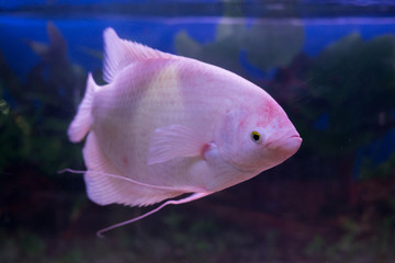 Giant gourami fish (Osphronemus goramy) in aquarium. Wildlife animal.