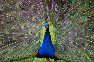 Obraz premium Colorful Peacock