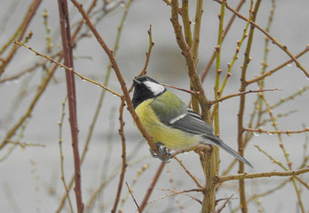 Great Tit (Parus Major)