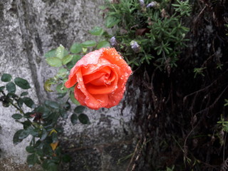 Gotas de lluvia