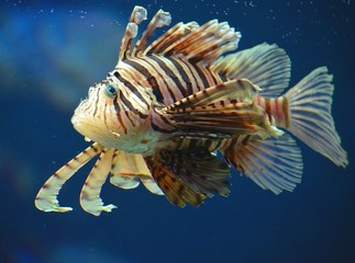 Deepwater Firefish