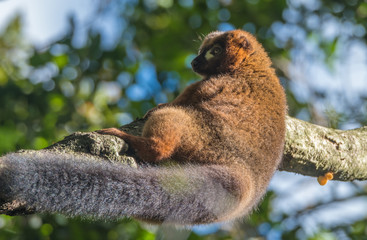 Obraz premium Bamboo or gentle lemur, Ranomafana (hot water in Malagasy) National Park, Madagascar