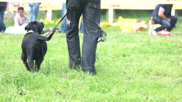 Man is teaching his dog quickly execute commands. Man is beginning to run with his dog.