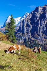 Fototapeta na wymiar Alpine cows at meadow with Eiger and Monk mountains, Murren, Bernese Highlands, Switzerland