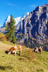Fototapeta na wymiar Alpine cows at meadow with Eiger and Monk mountains, Murren, Bernese Highlands, Switzerland