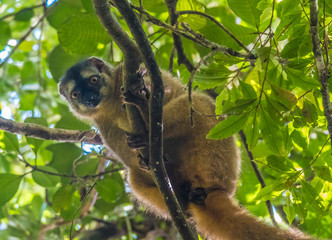 Red-fronted brown lemur (Eulemur rufifrons), Ranomafana (hot water in Malagasy) National Park, Madagascar © Luis