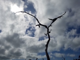 tree cloud sky