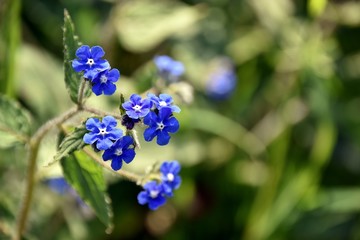 Obraz premium Flores silvestres Azuis