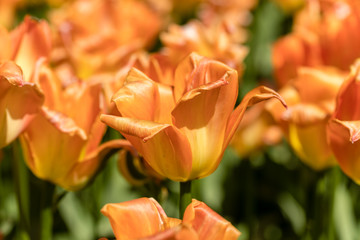 Tulipa Orange Emperor