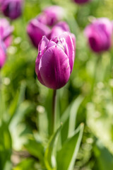 Fototapeta premium Tulipa Blue Amiable