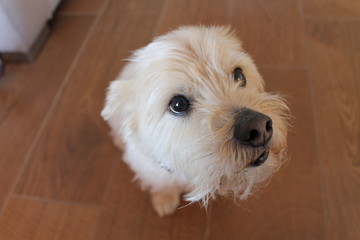 Henry - Lucas terrier