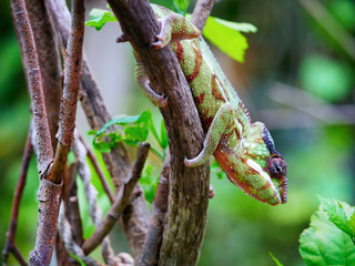 caméléon