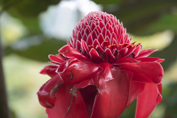 Red Bromelia, Ranomafana (hot water in Malagasy) National Park, Madagascar