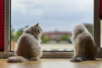 Cat window