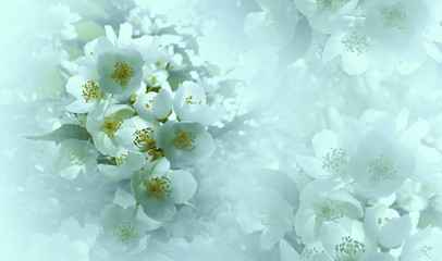 Soft  light   turquoise  floral background. Flowers of a cherry on a  pink-white halftone background. Close-up. Greeting card. Nature.