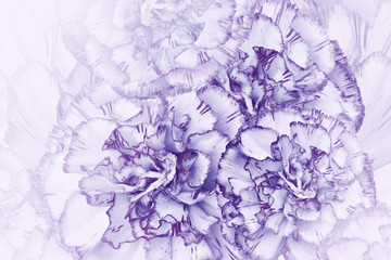 Floral  light violet background. Flowers of  white-violet carnations. Close-up. Festive postcard. Nature.
