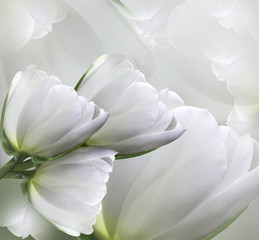 Floral white beautiful background.  Flower spring  composition of tulips.   Nature.
